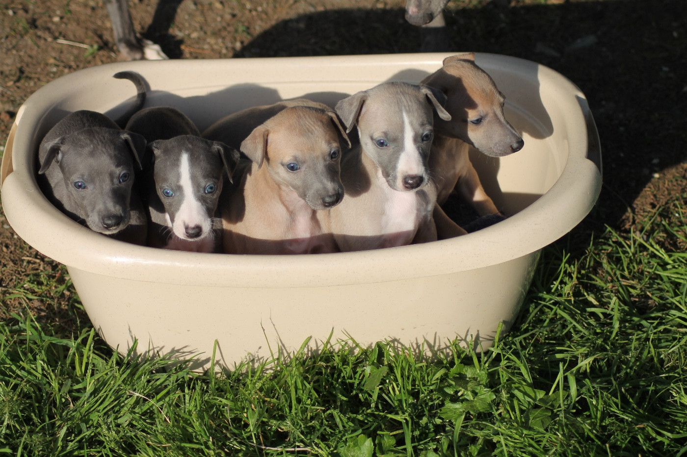 Chiot Whippet Du Frison Impérial