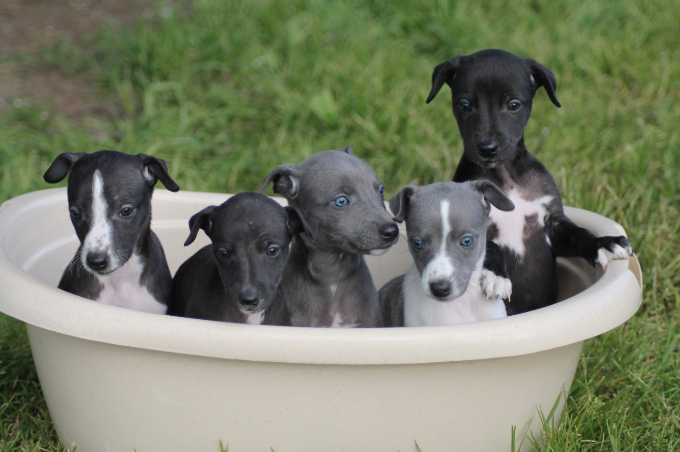 Chiot Whippet Du Frison Impérial