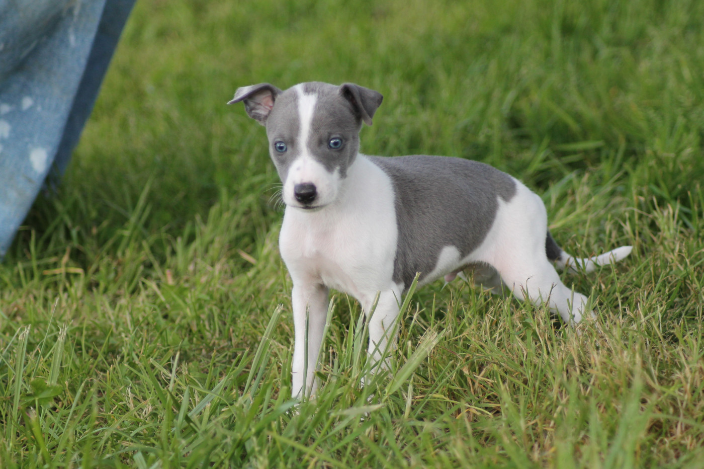 Du Frison Impérial - Chiots disponibles - Whippet