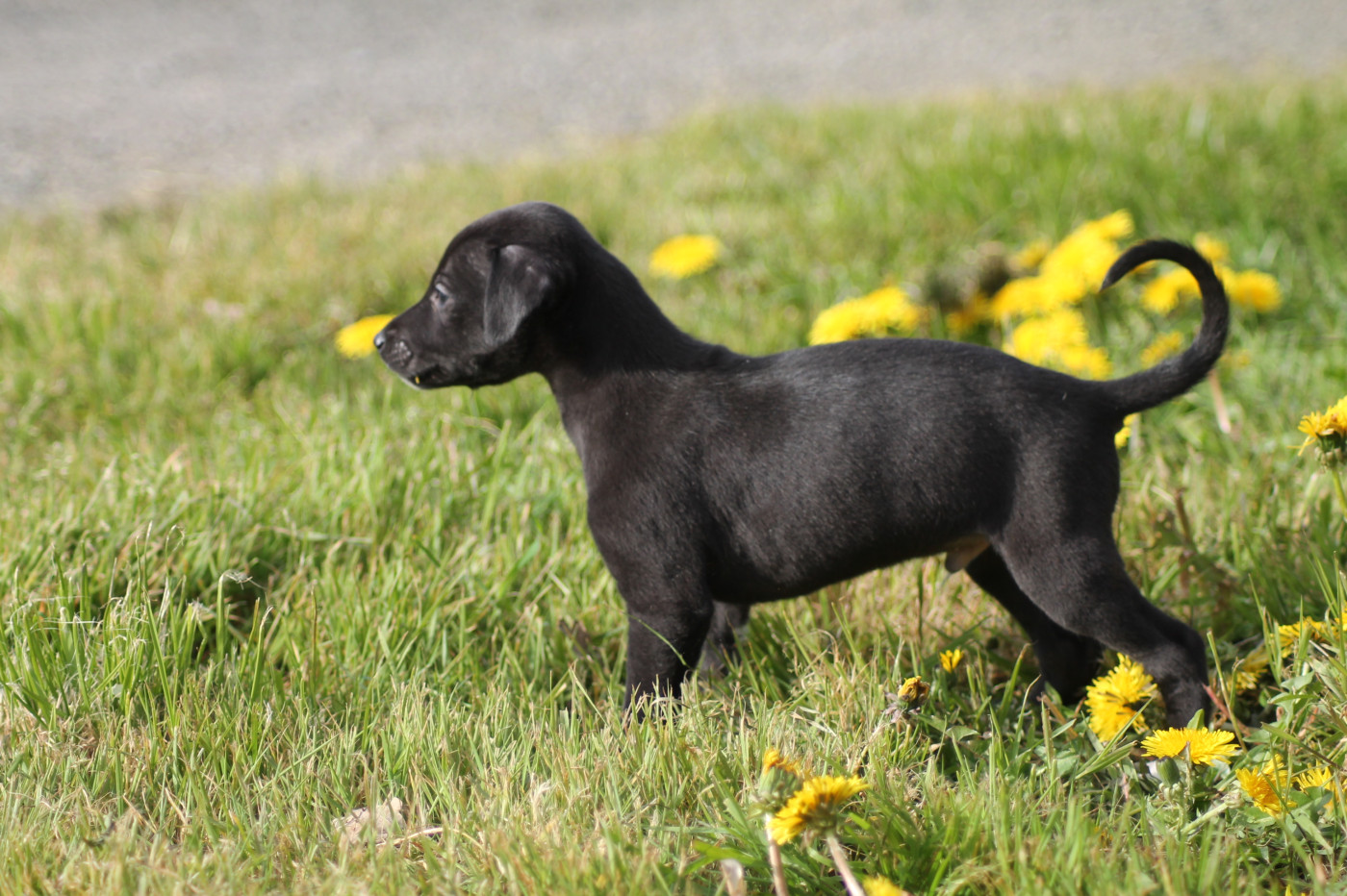 Du Frison Impérial - Chiots disponibles - Whippet