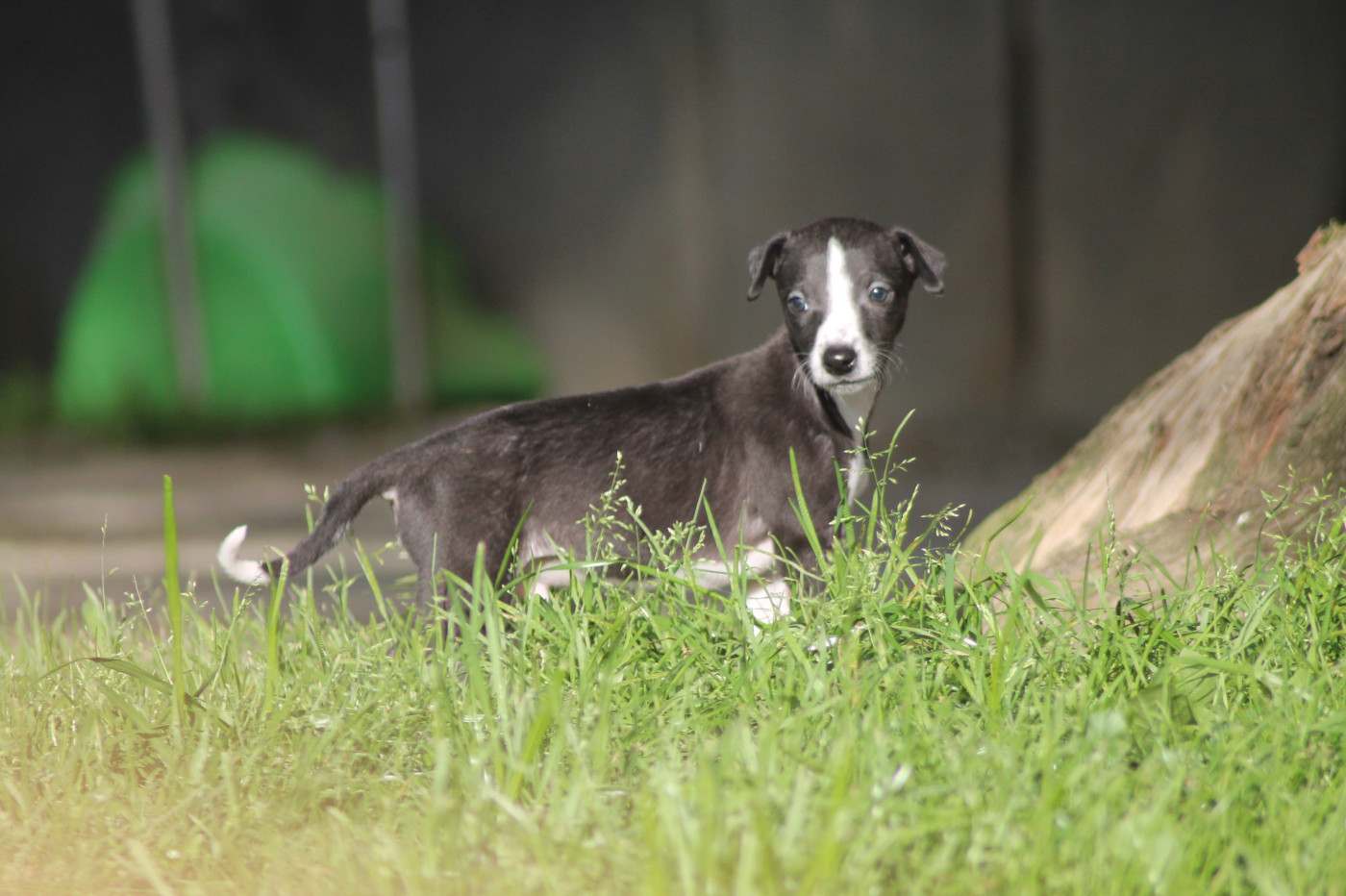 Du Frison Impérial - Chiots disponibles - Whippet