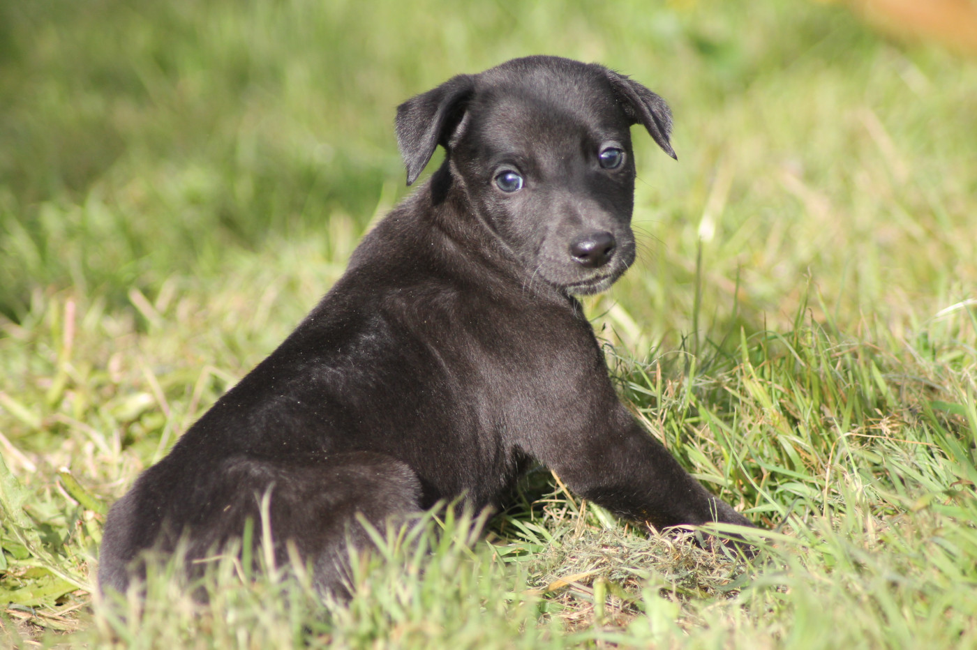 Du Frison Impérial - Chiots disponibles - Whippet