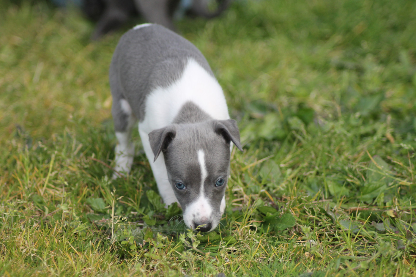 Du Frison Impérial - Chiots disponibles - Whippet