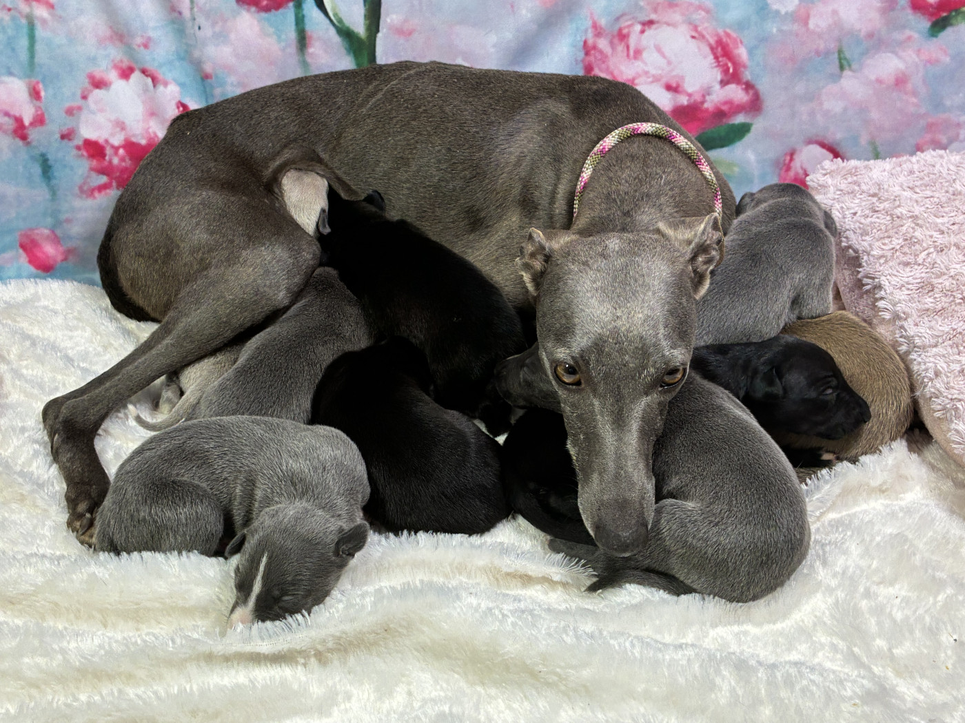 Chiot Whippet Du Frison Impérial
