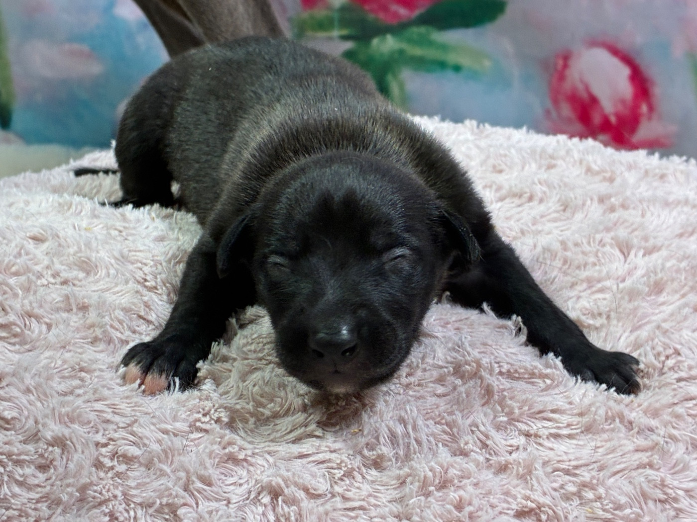 Du Frison Impérial - Chiots disponibles - Whippet