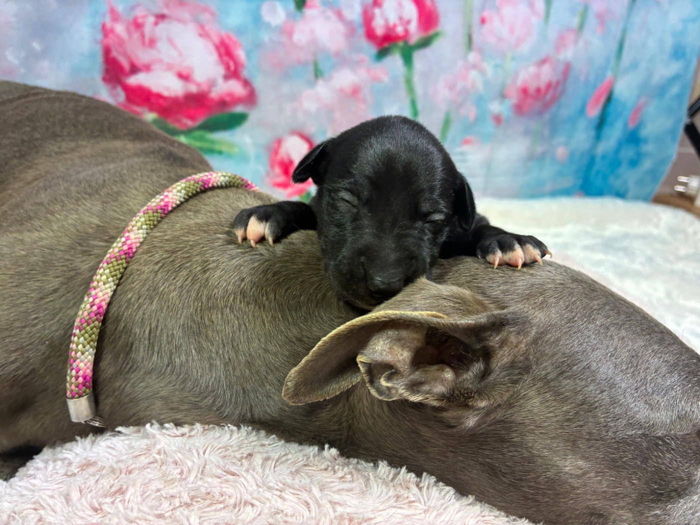 Du Frison Impérial - Chiots disponibles - Whippet