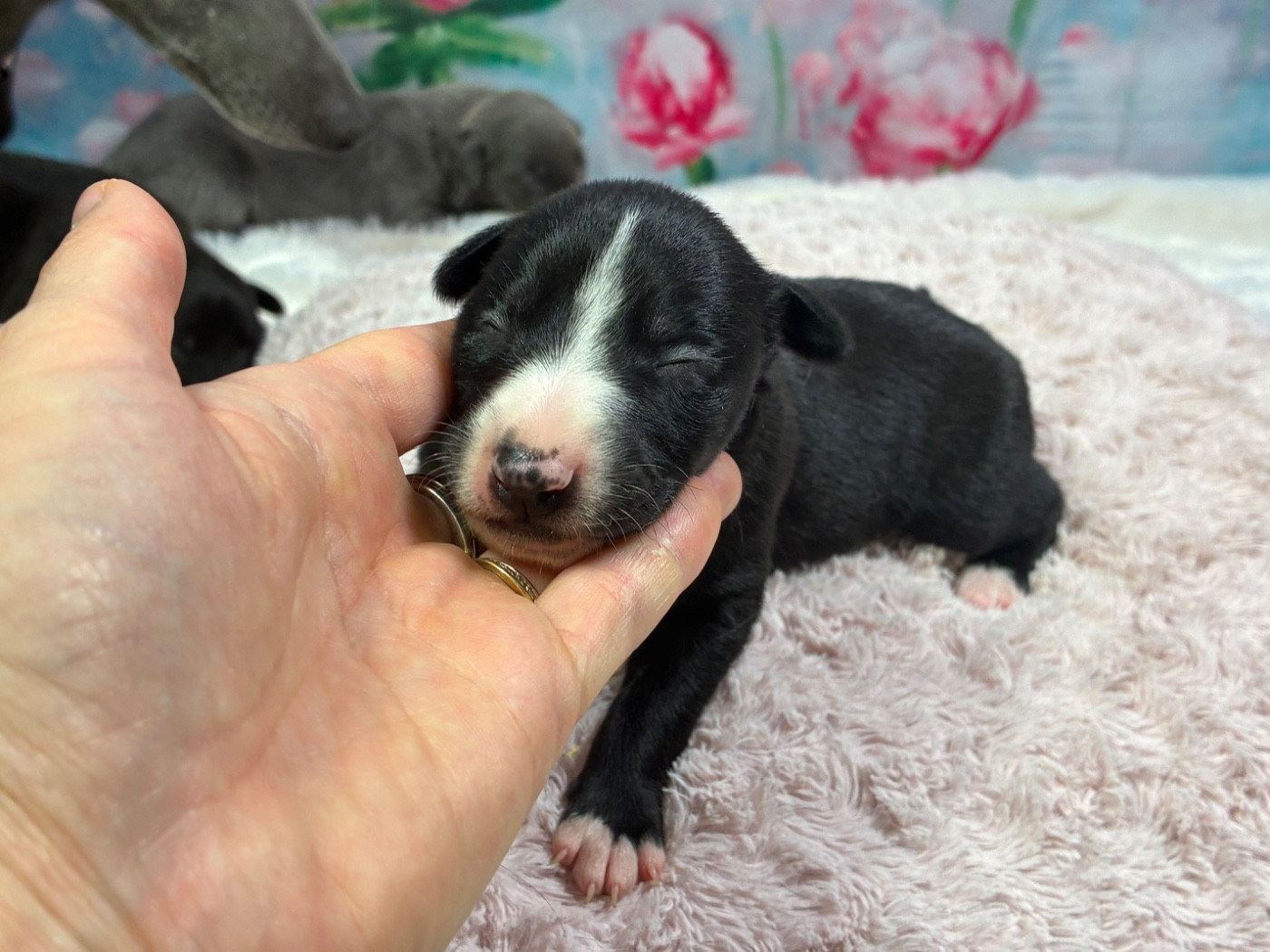 Du Frison Impérial - Chiots disponibles - Whippet