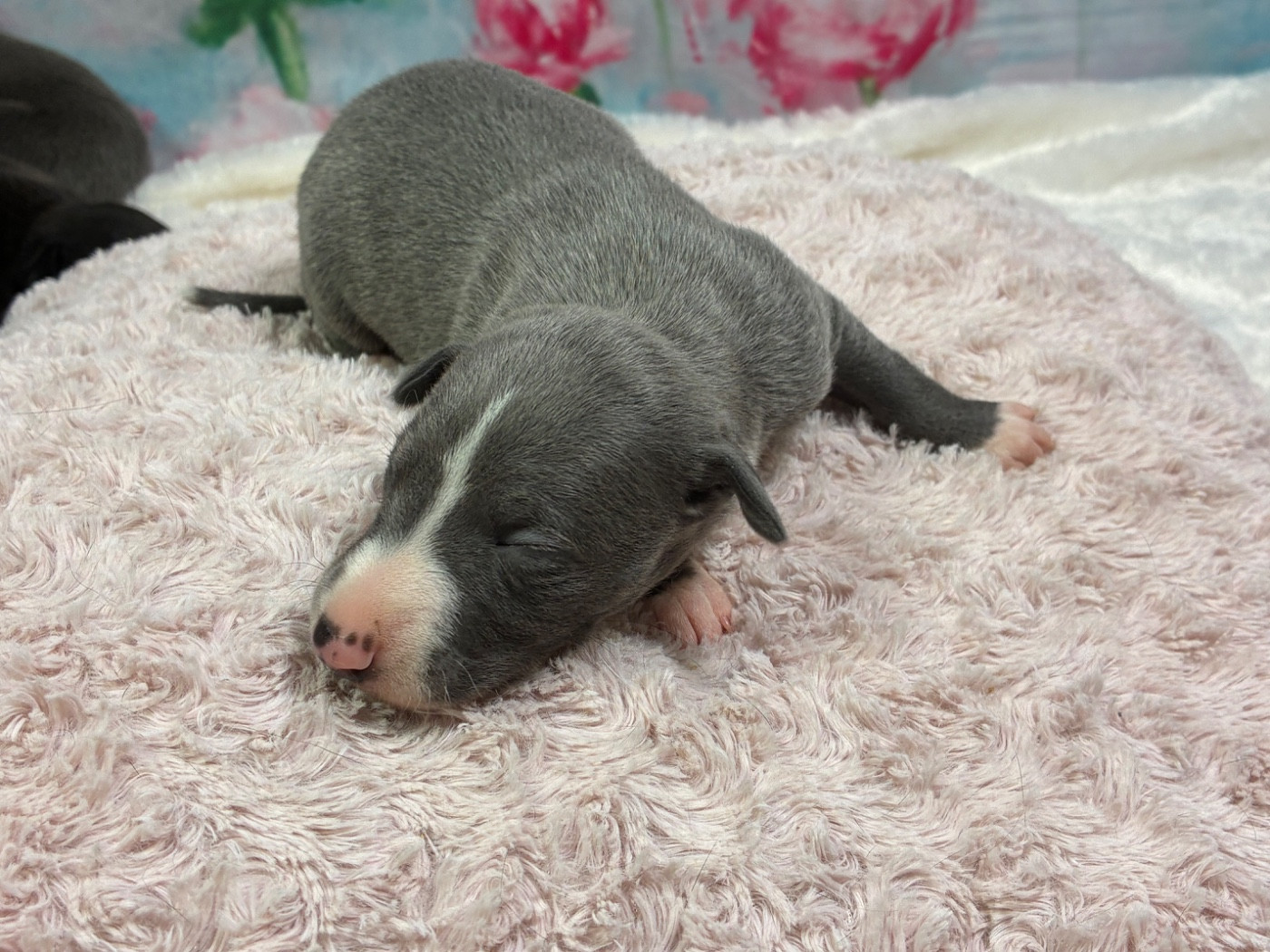 Du Frison Impérial - Chiots disponibles - Whippet