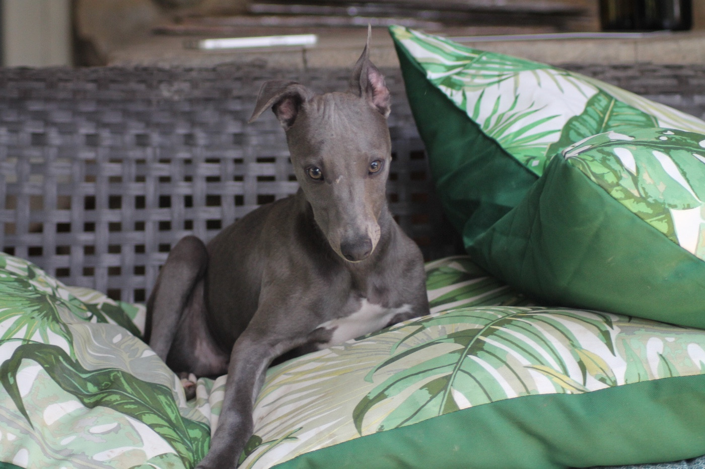 Du Frison Impérial - Chiots disponibles - Whippet