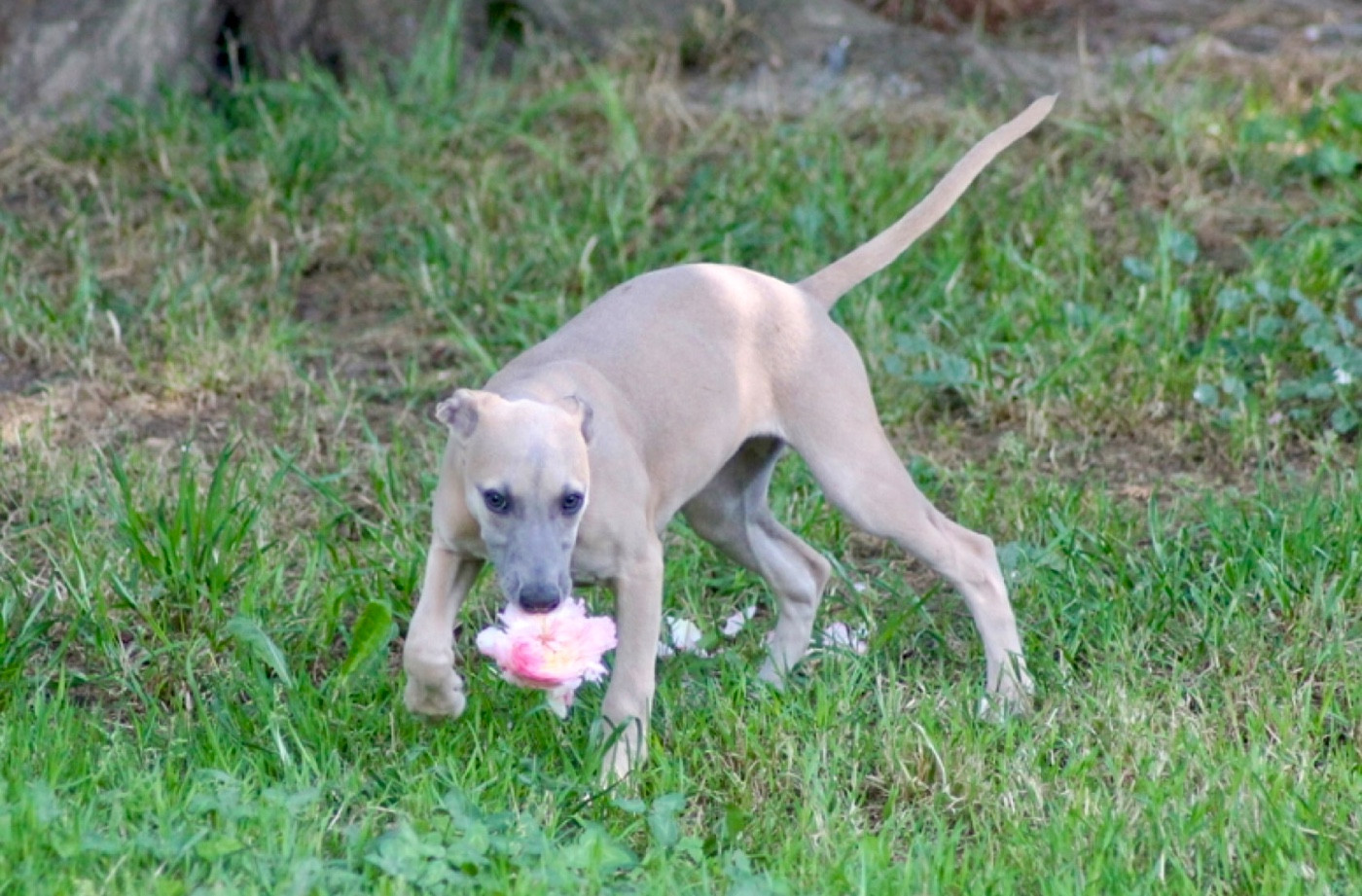 Du Frison Impérial - Chiots disponibles - Whippet