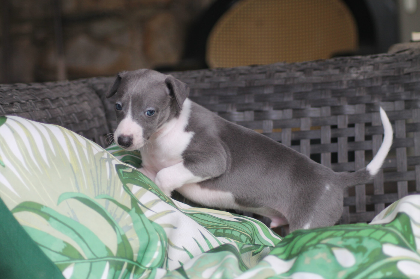 Du Frison Impérial - Chiots disponibles - Whippet