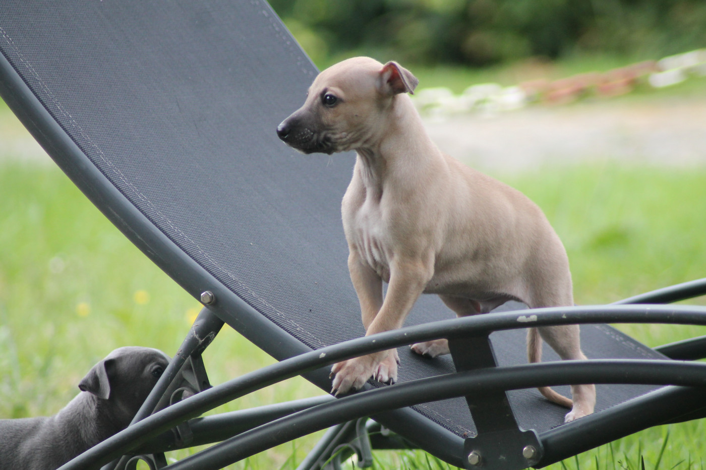 Du Frison Impérial - Chiots disponibles - Whippet