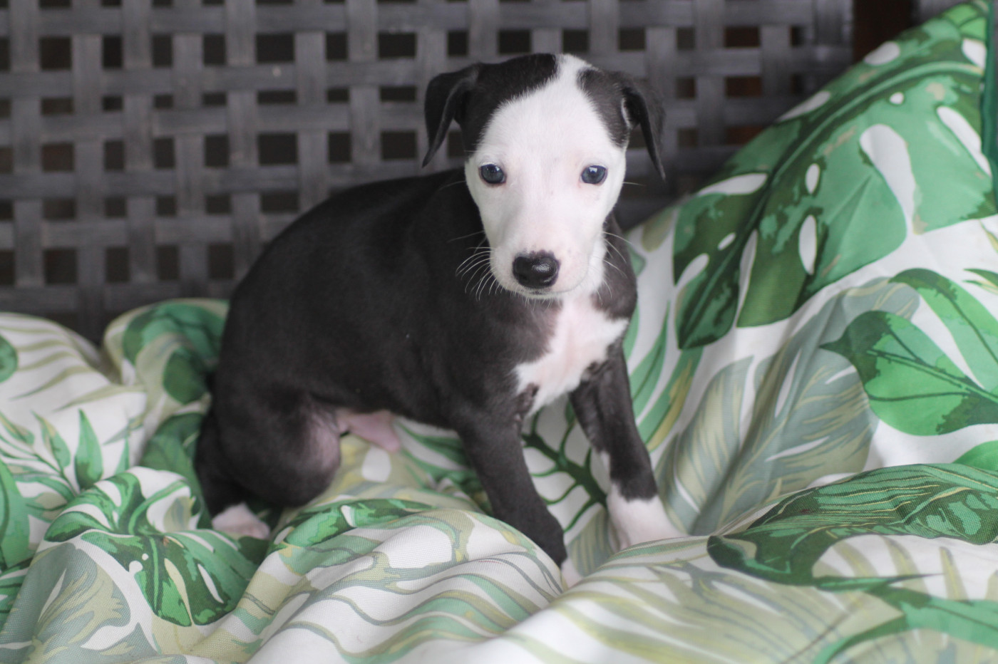 Du Frison Impérial - Chiots disponibles - Whippet