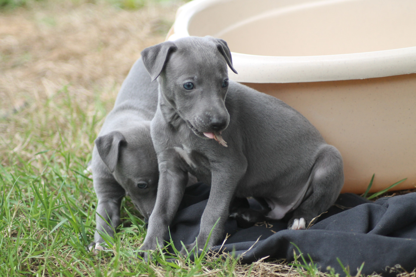 Du Frison Impérial - Chiots disponibles - Whippet