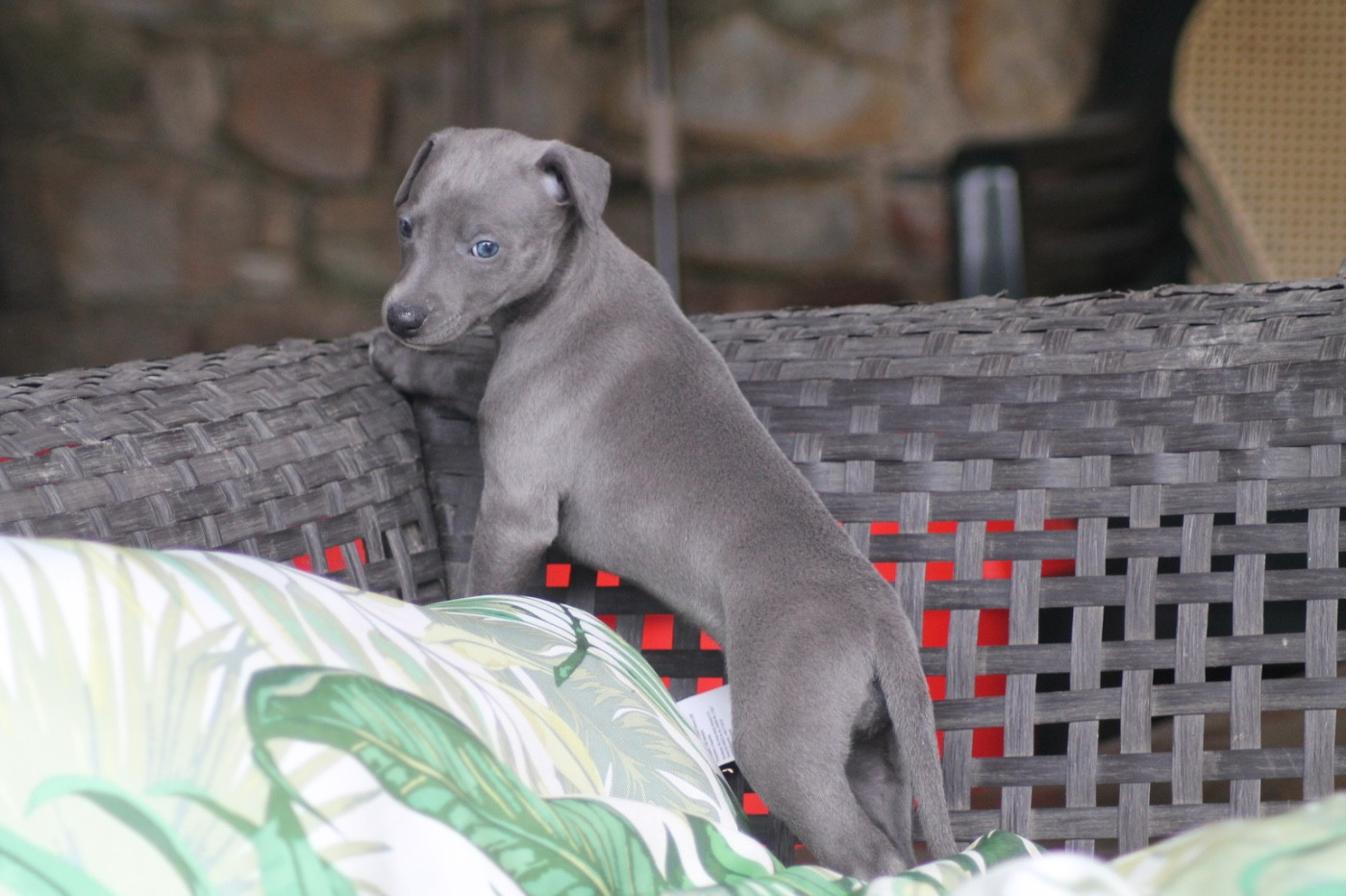 Du Frison Impérial - Chiots disponibles - Whippet
