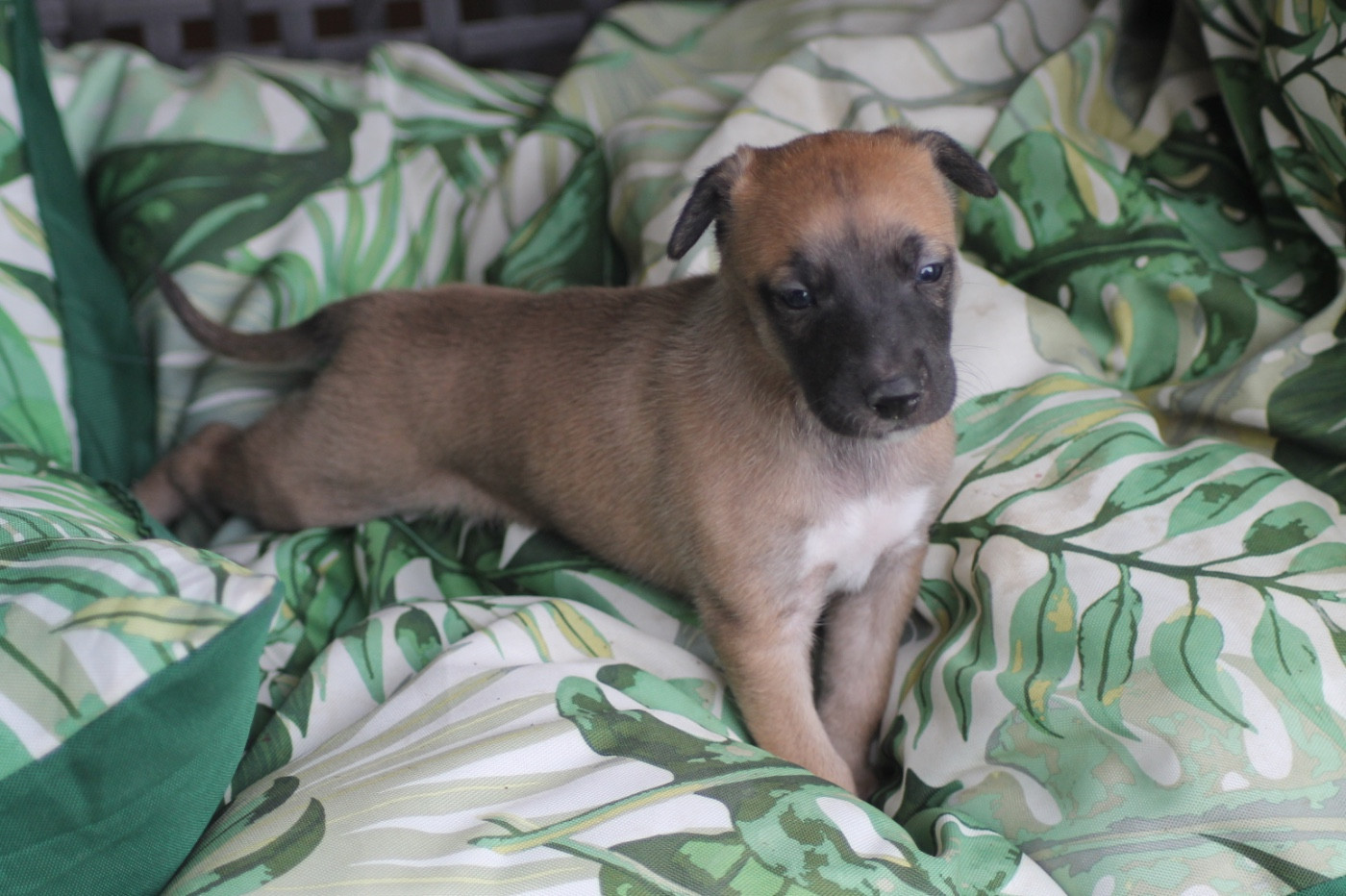 Du Frison Impérial - Chiots disponibles - Whippet
