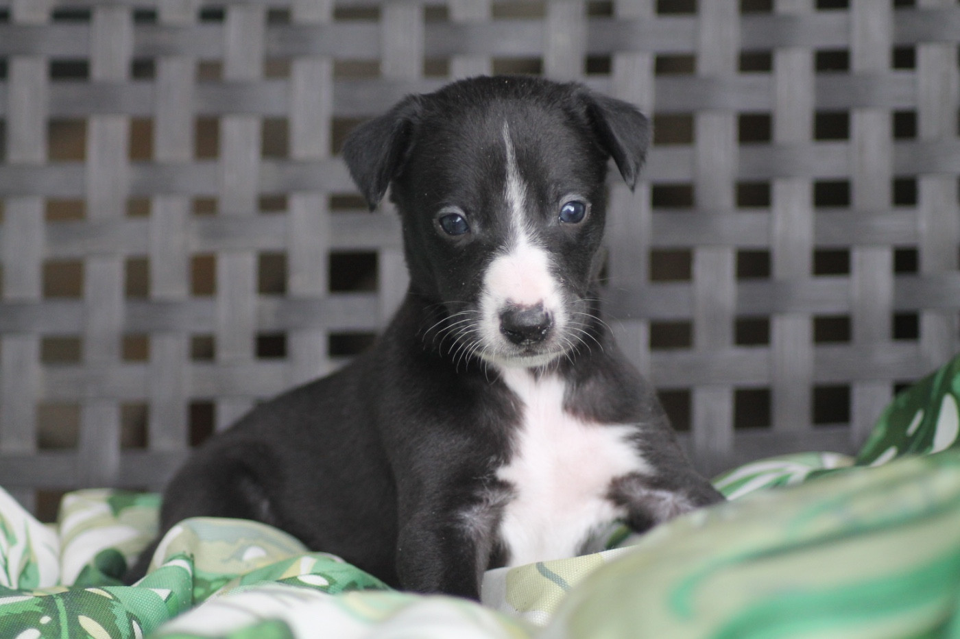 Du Frison Impérial - Chiots disponibles - Whippet