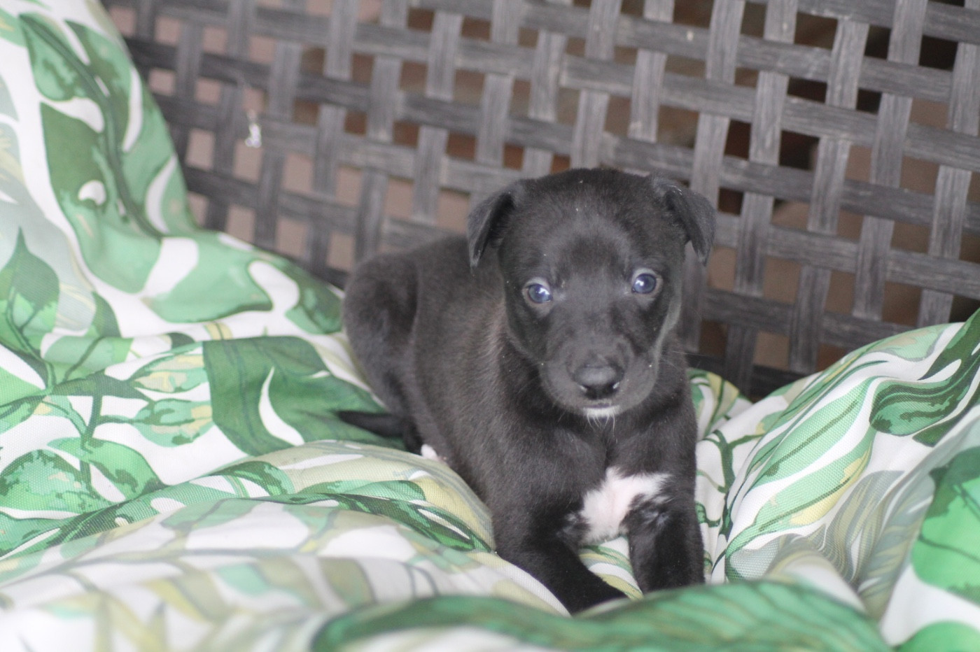 Du Frison Impérial - Chiots disponibles - Whippet