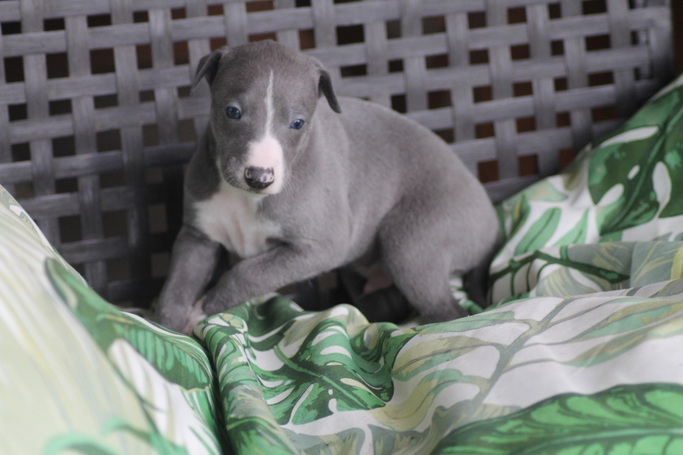 Du Frison Impérial - Chiots disponibles - Whippet