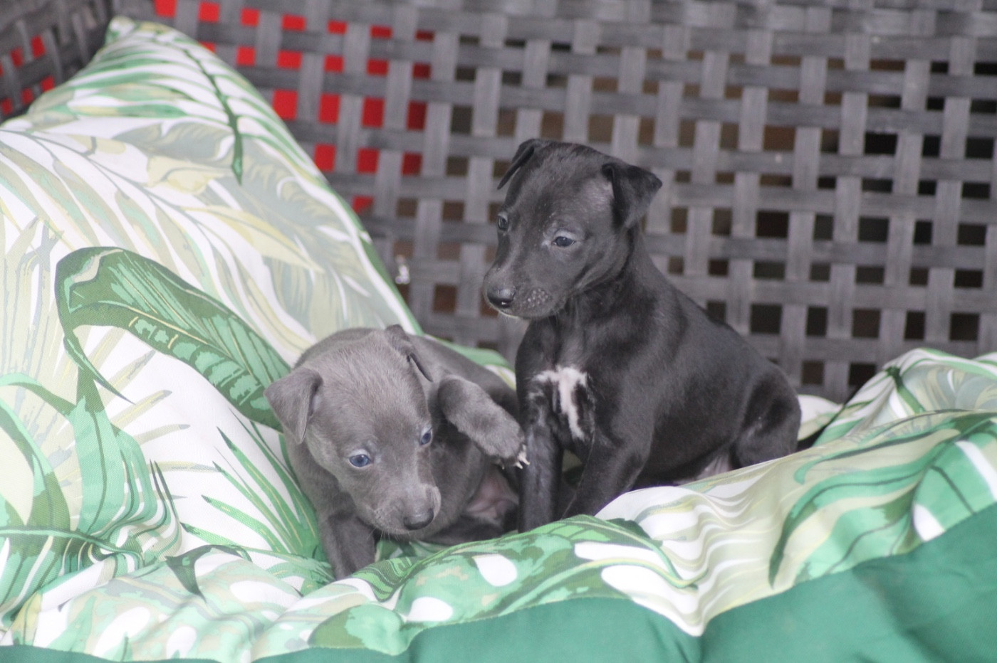 Du Frison Impérial - Chiots disponibles - Whippet