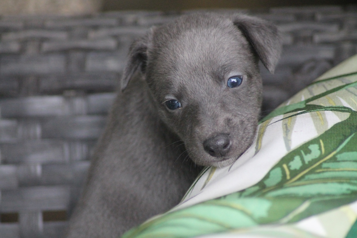 Du Frison Impérial - Chiots disponibles - Whippet
