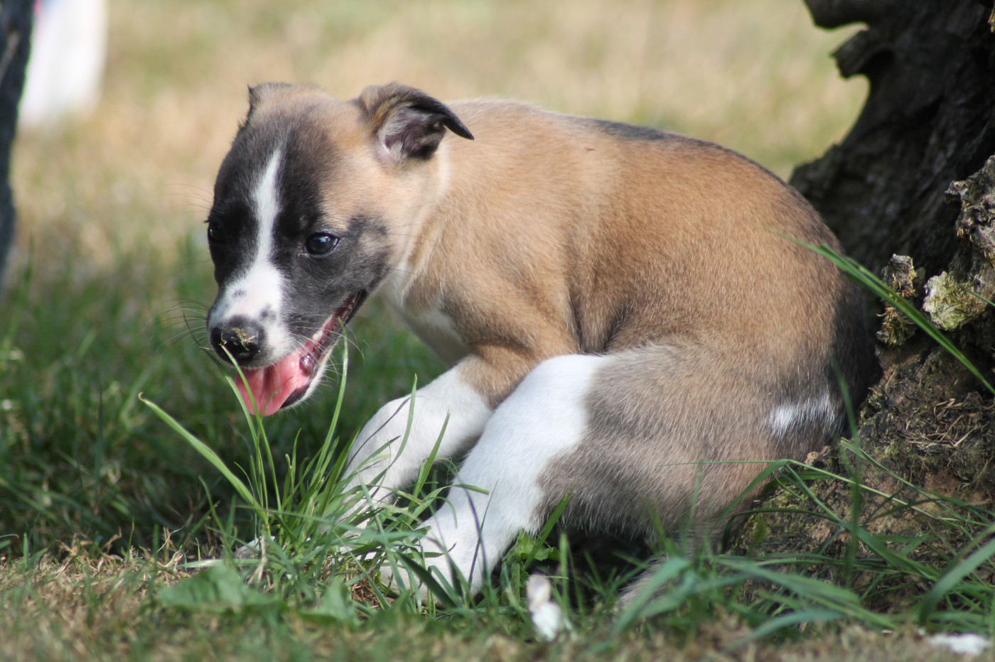 Chiot Whippet Du Frison Impérial