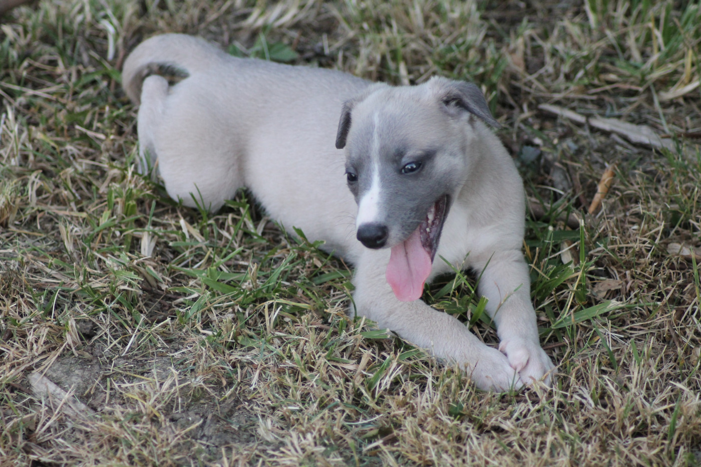 Du Frison Impérial - Chiots disponibles - Whippet