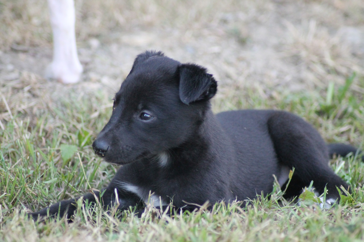 Du Frison Impérial - Chiots disponibles - Whippet