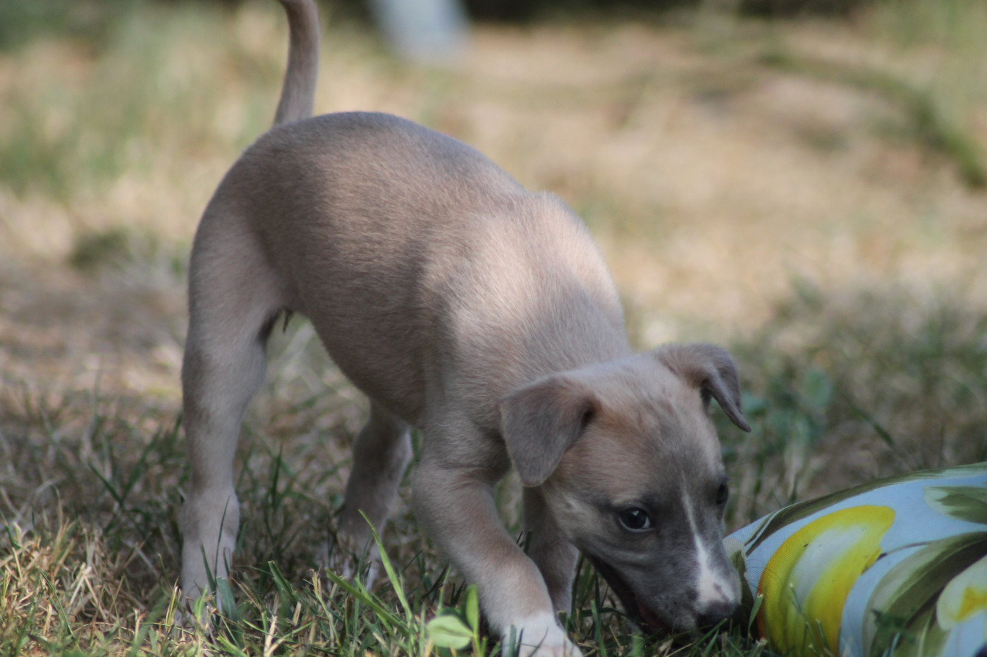 Du Frison Impérial - Chiots disponibles - Whippet