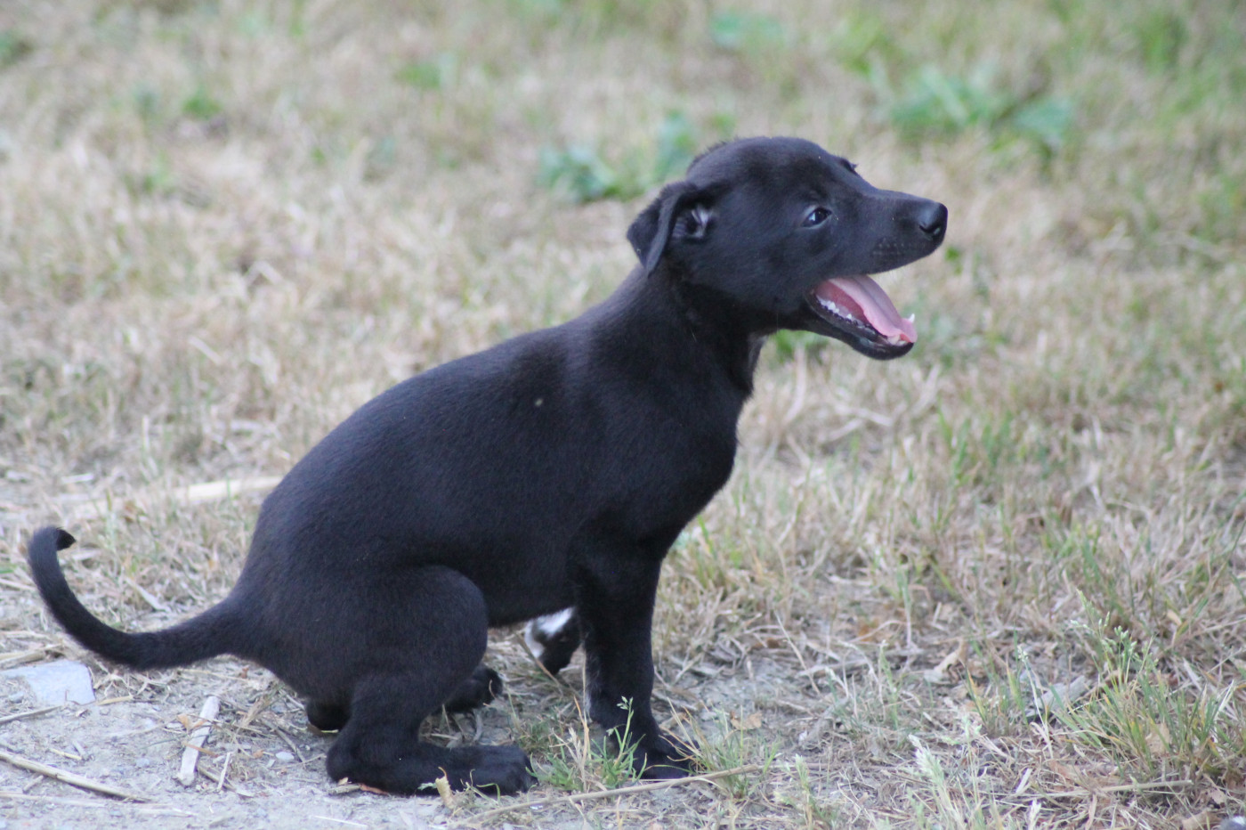 Du Frison Impérial - Chiots disponibles - Whippet