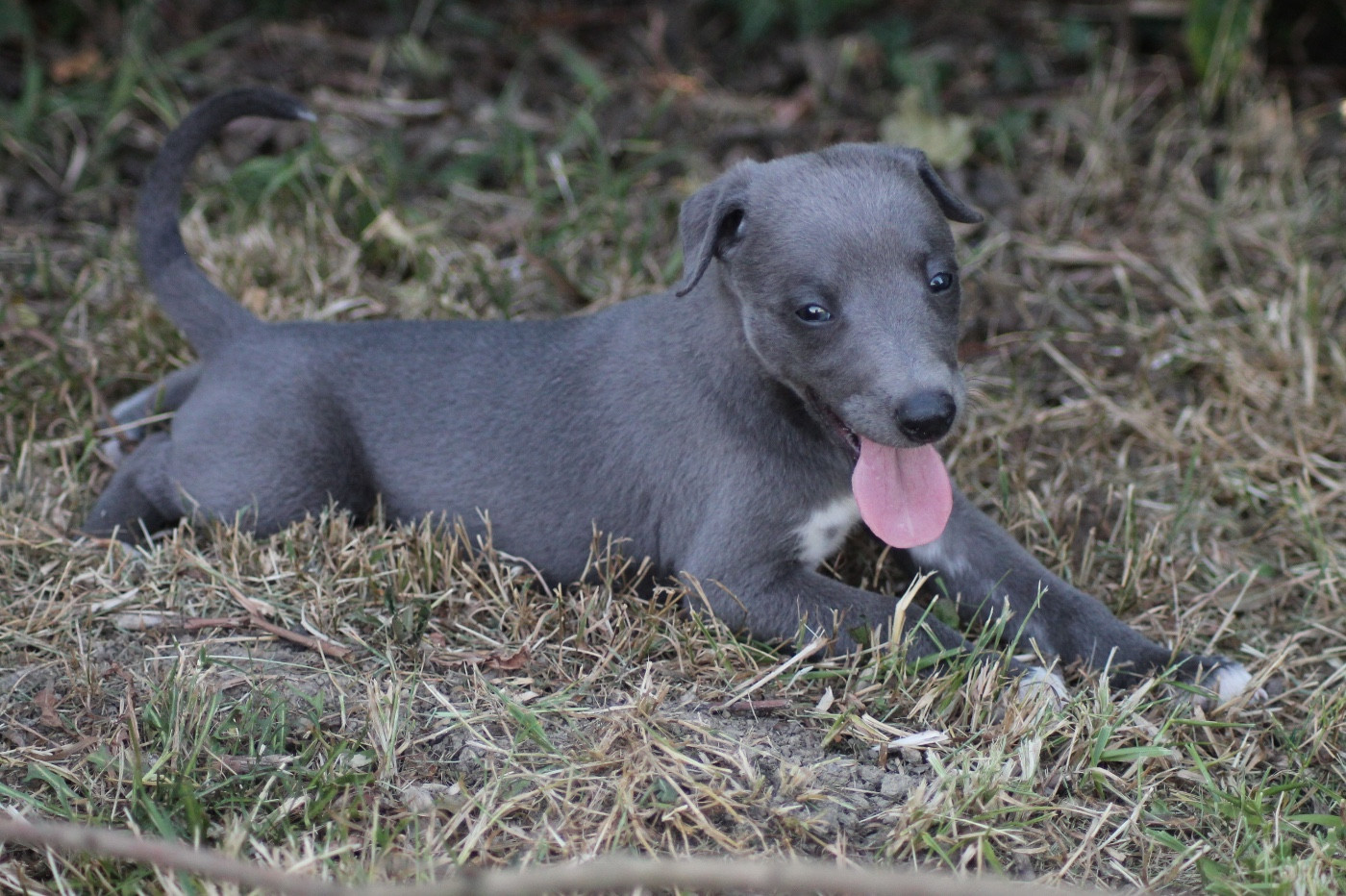 Du Frison Impérial - Chiots disponibles - Whippet