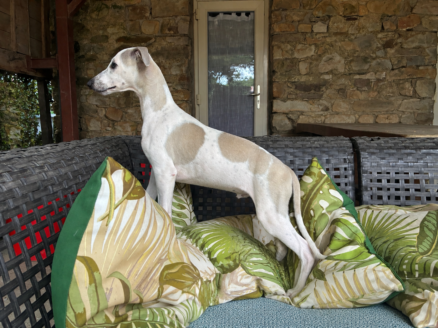 Du Frison Impérial - Chiots disponibles - Whippet