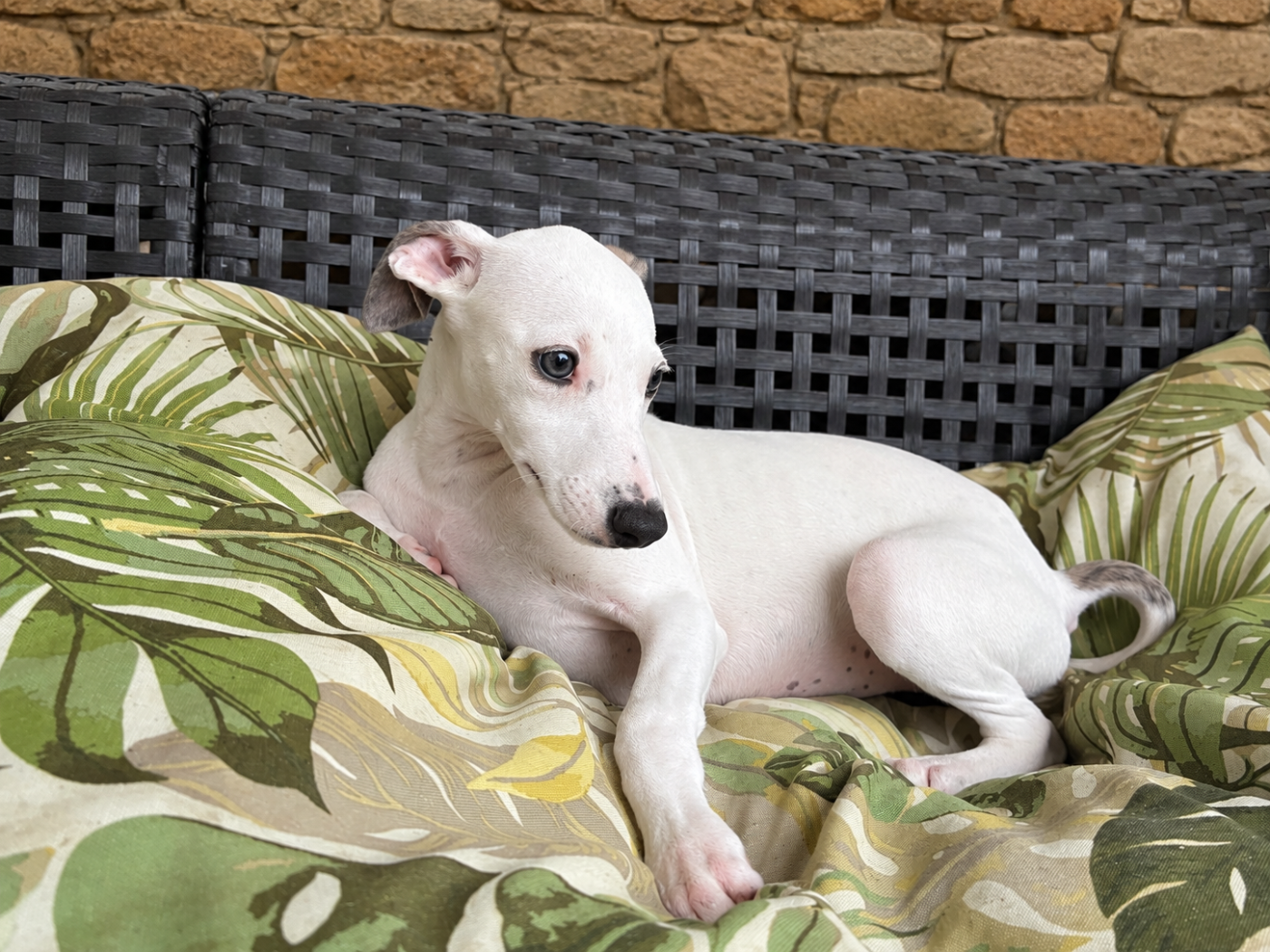 Du Frison Impérial - Chiots disponibles - Whippet