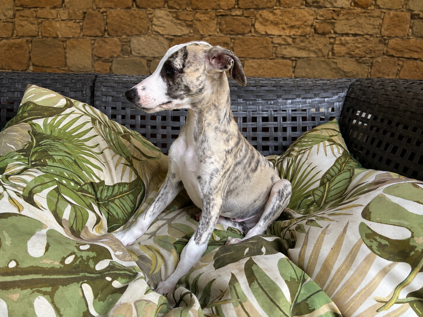 Du Frison Impérial - Chiots disponibles - Whippet