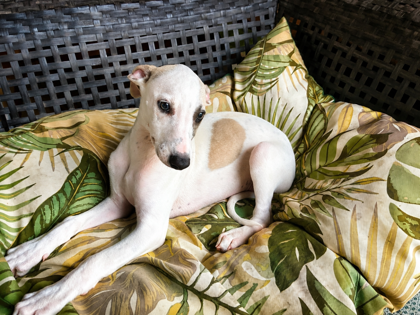 Du Frison Impérial - Chiots disponibles - Whippet