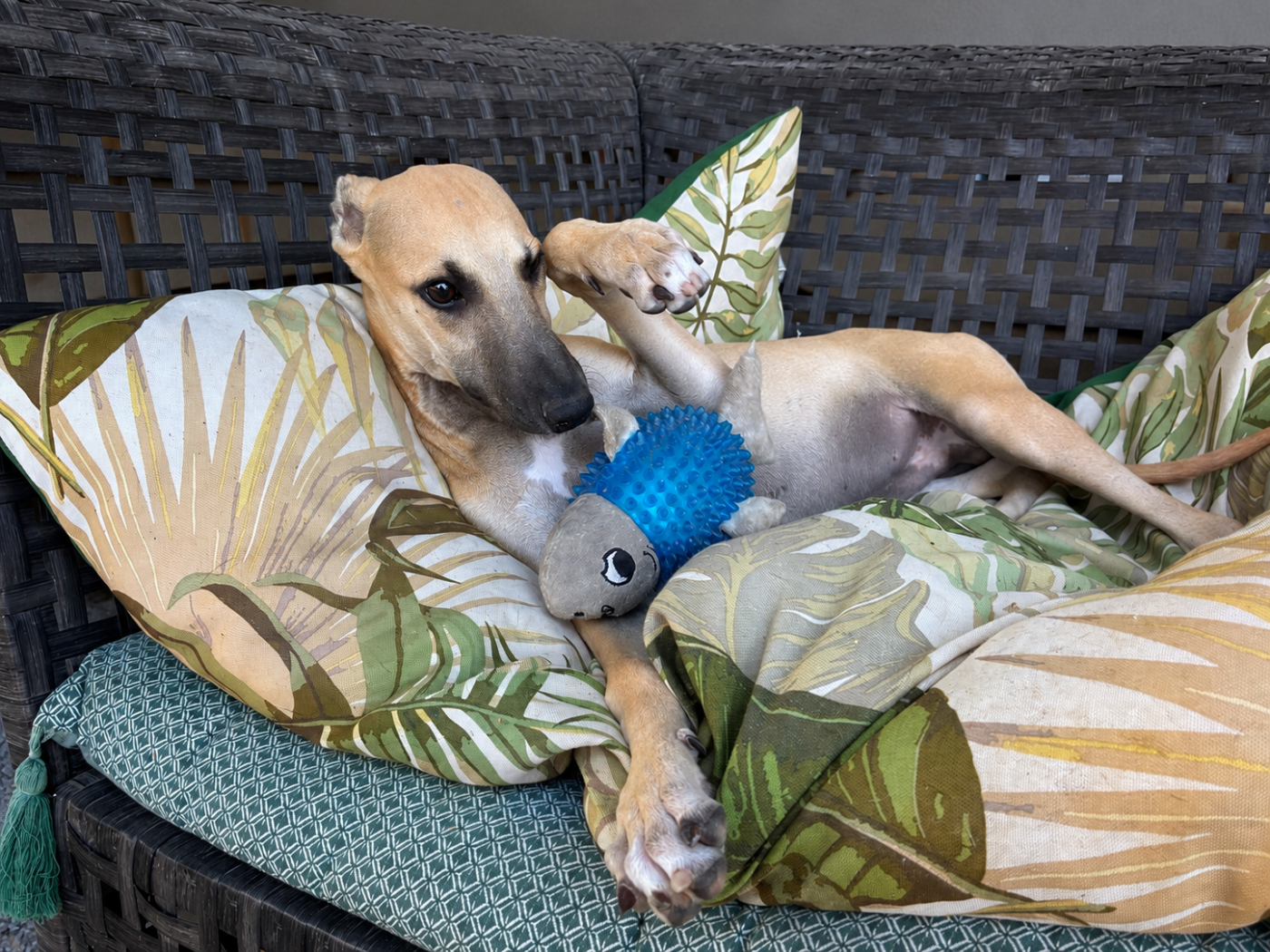 Du Frison Impérial - Chiots disponibles - Whippet