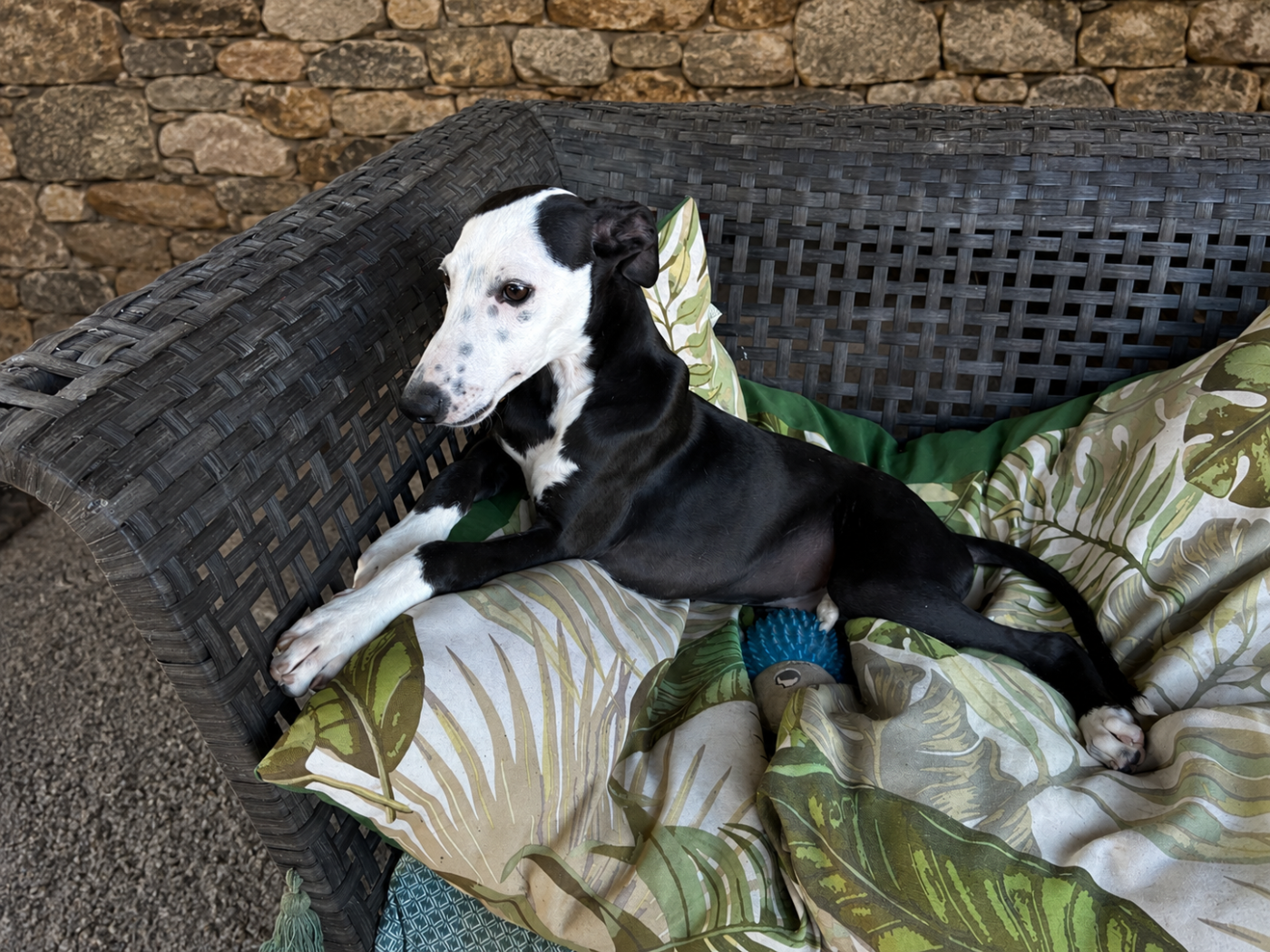 Du Frison Impérial - Chiots disponibles - Whippet