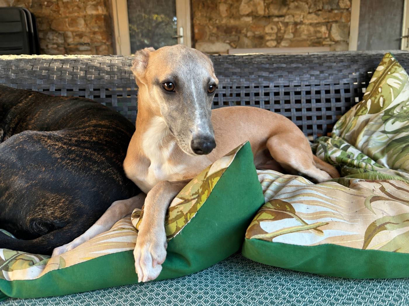 Du Frison Impérial - Chiots disponibles - Whippet