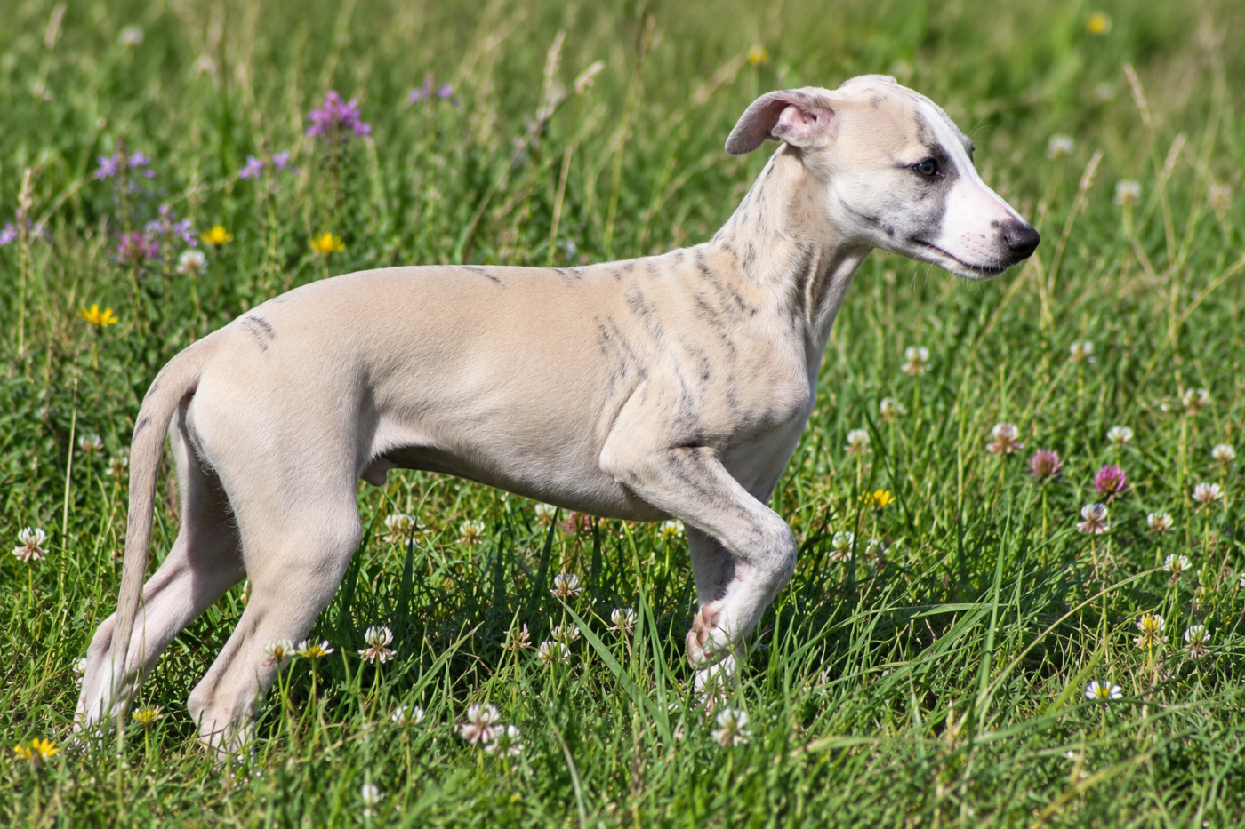 Du Frison Impérial - Chiots disponibles - Whippet