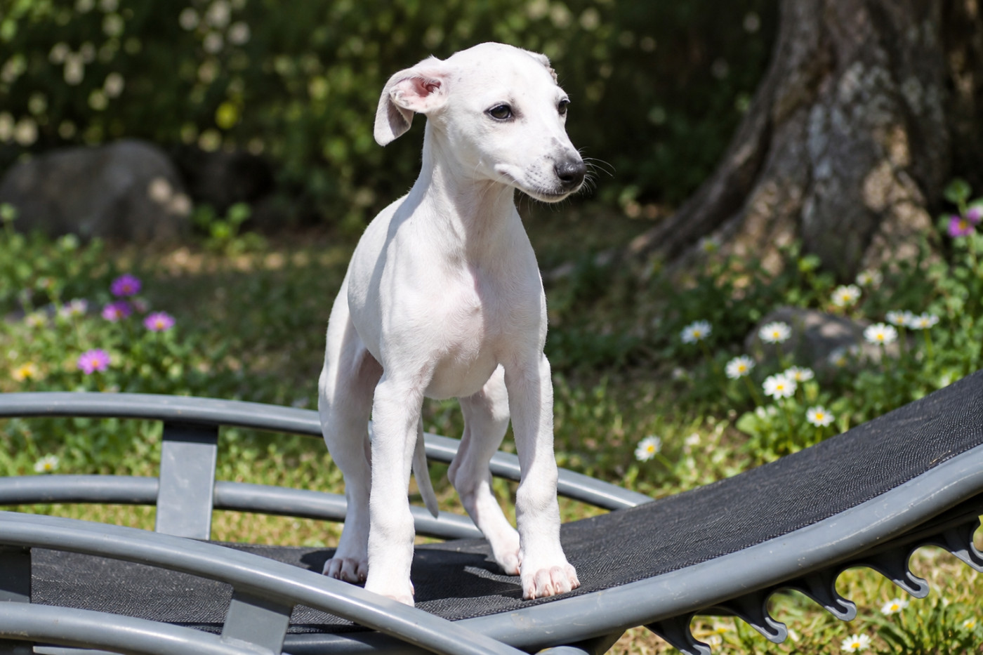 Du Frison Impérial - Chiots disponibles - Whippet