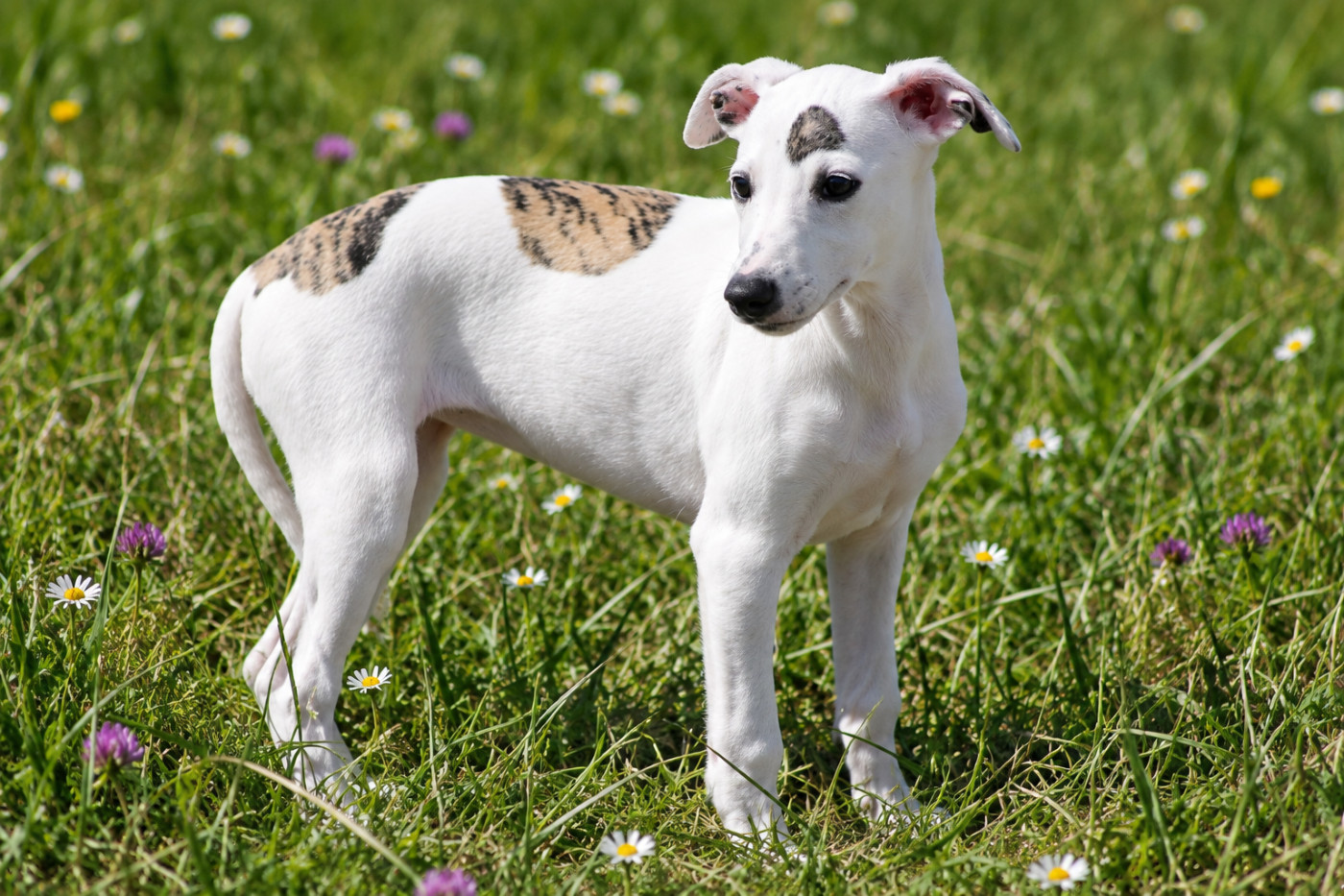 Du Frison Impérial - Chiots disponibles - Whippet