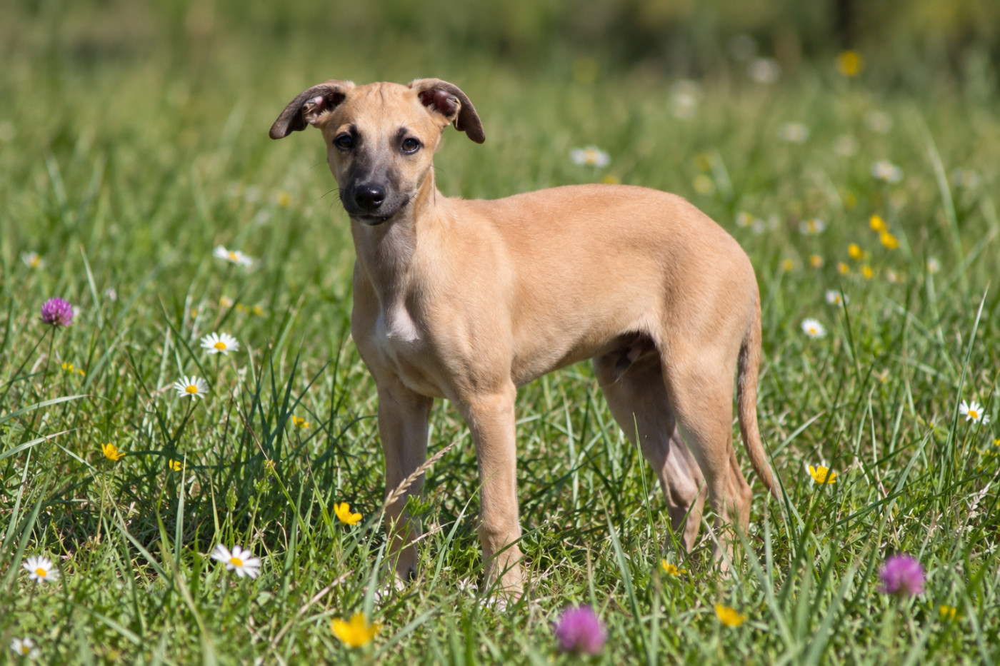Du Frison Impérial - Chiots disponibles - Whippet