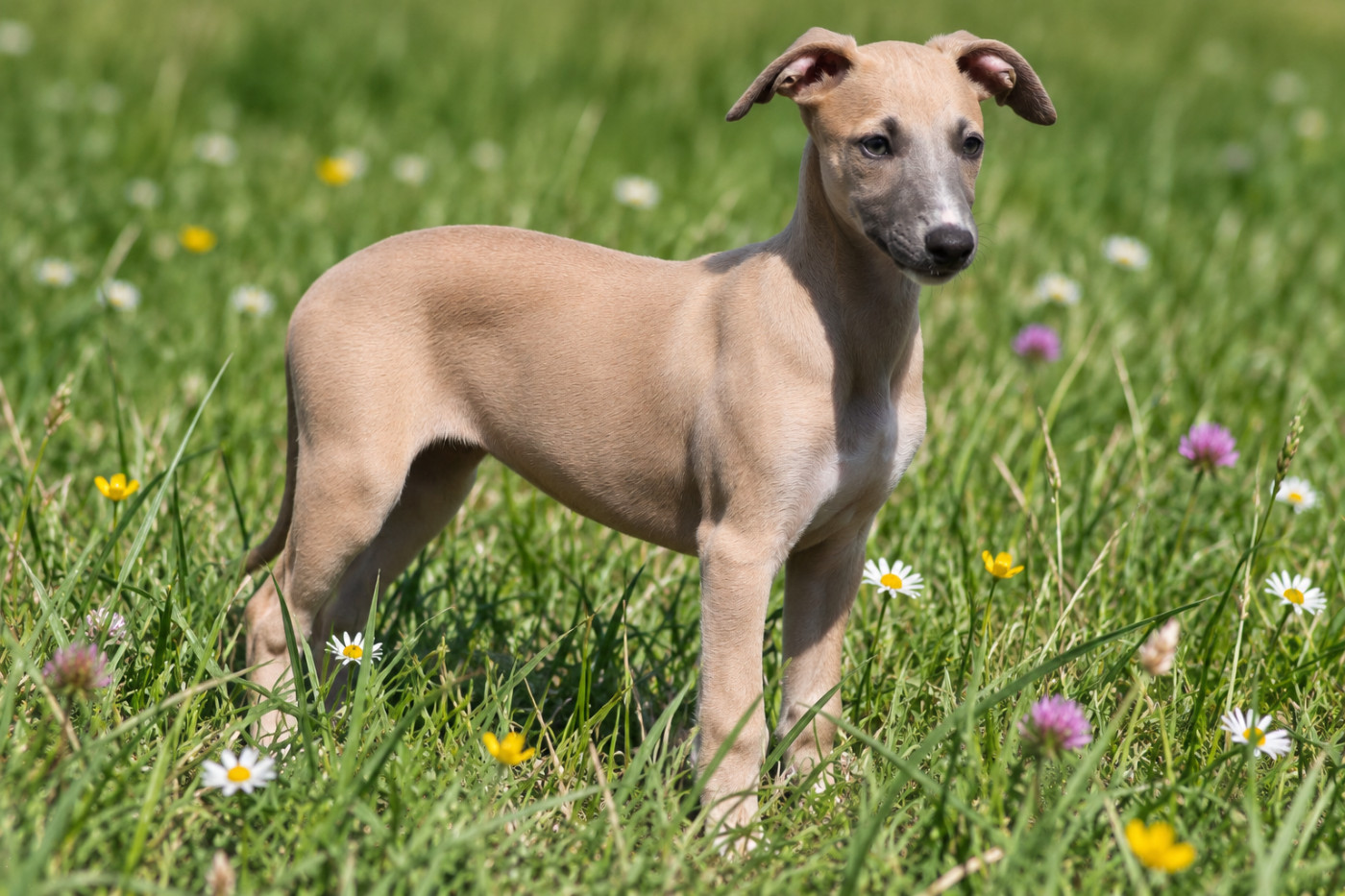 Du Frison Impérial - Chiots disponibles - Whippet