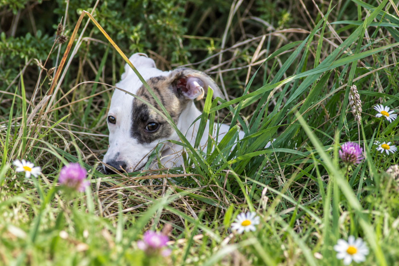 Du Frison Impérial - Chiots disponibles - Whippet