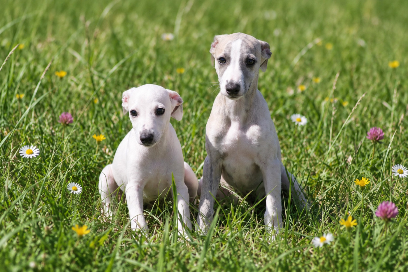 Chiot Whippet Du Frison Impérial