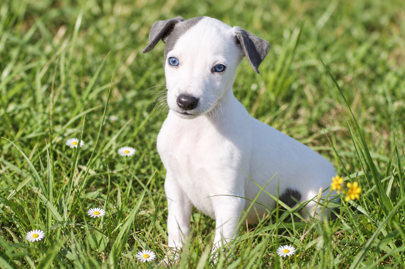 Du Frison Impérial - Chiots disponibles - Whippet