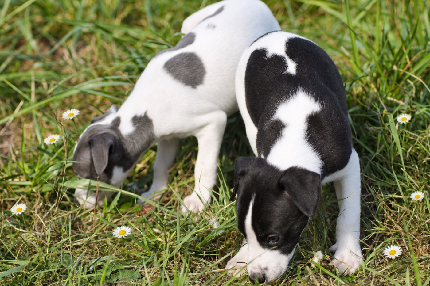 Du Frison Impérial - Chiots disponibles - Whippet