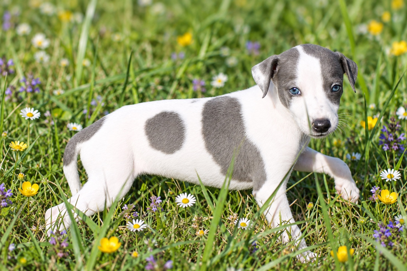 Du Frison Impérial - Chiots disponibles - Whippet