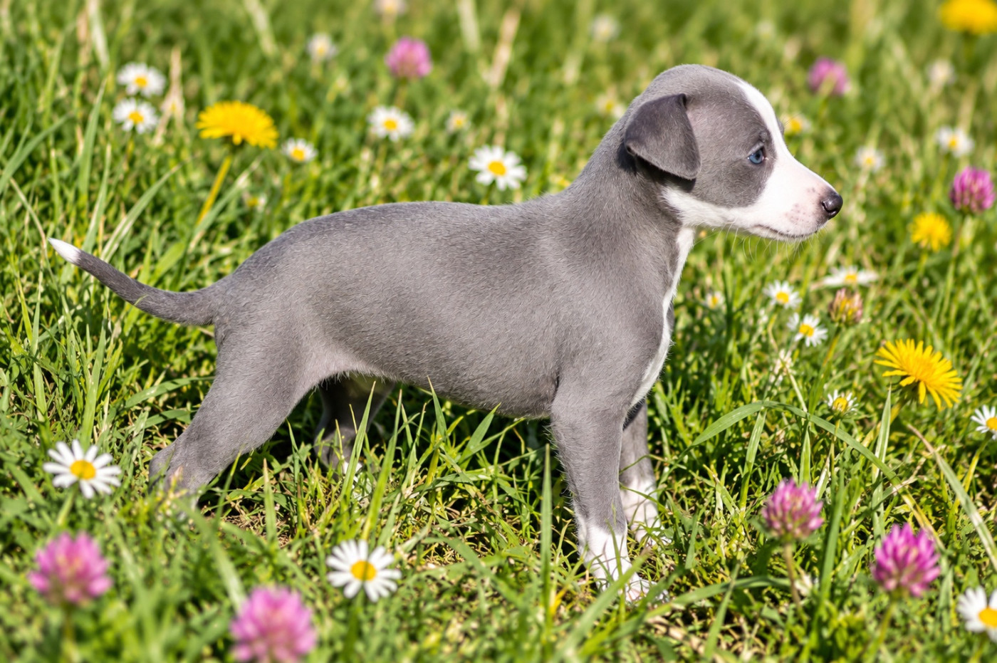 Du Frison Impérial - Chiots disponibles - Whippet