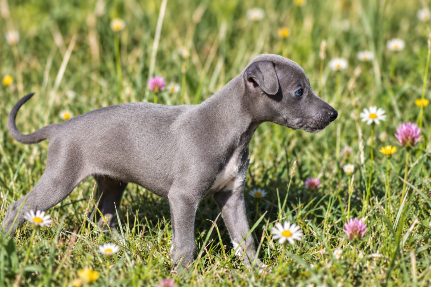 Du Frison Impérial - Chiots disponibles - Whippet